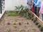 Plantar feijoeiros. Os meninos do 3º ano, da professora Rosário, plantaram feijoeiros em germinação, que utilizaram no estudo do meio.
